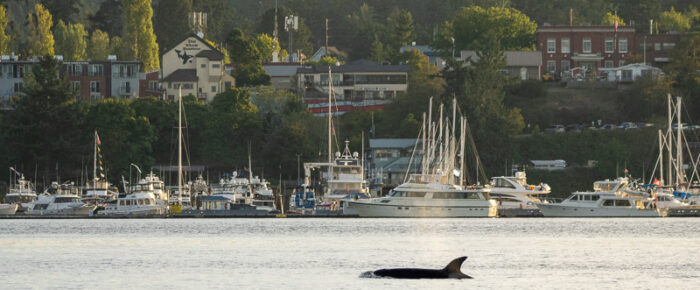 Biggs/Transient Orcas T137A, T137D, T37A3 & T37A4, then Orcas T65A’s,  and Humpback Whale BCZ0345 “Victory”