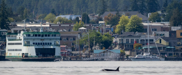 Biggs/Transient Orcas T137A, T137D, T37A3 and T37A4 pass Friday Harbor