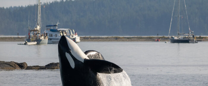 Biggs/Transient Orcas T137A, T137D, T37A3 and T37A4 hunting by Flower Island