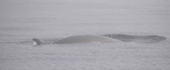 Sail to Castle Island with fog and a Minke Whale South of Salmon Bank