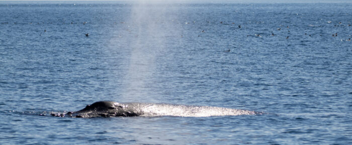 Sailing South and finding Humpback Whale BCZ0345 “Victory”