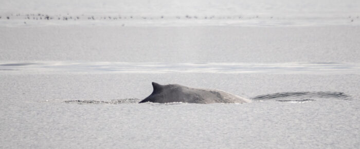 Humpback Whale BCZ0345 “Victory” by Salmon Bank