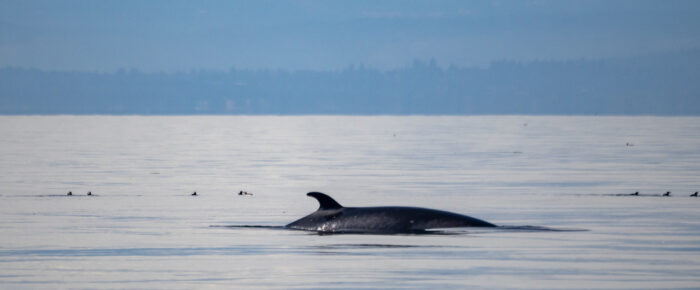 Fantastic Minke Whale encounter at MacArthur Bank