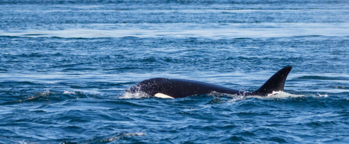 Biggs/Transient Orcas T60’s pass Friday Harbor