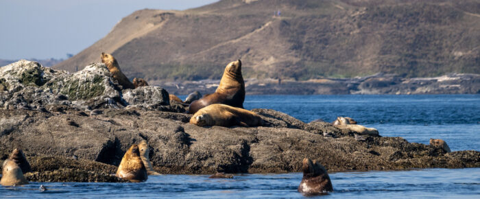 Sail to Whale Rocks to see the Steller Sea Lions