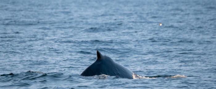 Humpback Whale BCZ0345 “Victory” bottom of Salmon Bank