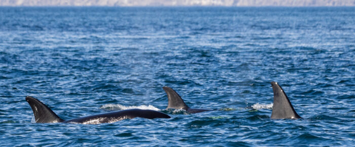 Biggs/Transient Orcas T123’s north of Pt Doughty