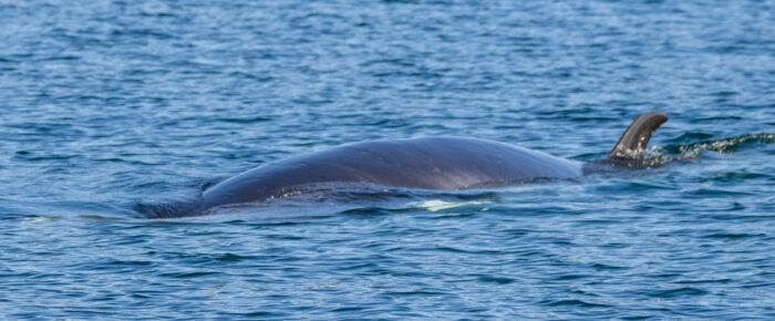 Low profile Minke whale at Minke Lake