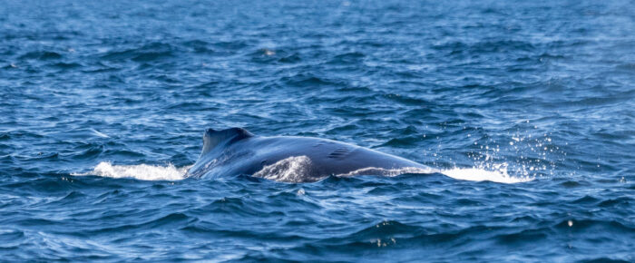 Humpback whales BCY1124 “Magpie” with BCX1795 “Scuttle” followed by Humpback whale HW-MN0510589