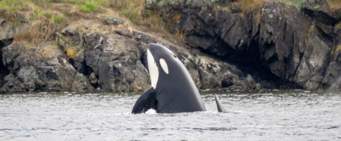 Biggs/Transient Orcas T60’s in San Juan Channel