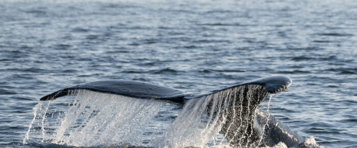 Humpback Whale BCX0519 “Stitch” crossing Salmon Bank