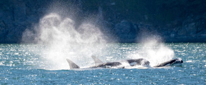 Biggs/Transient Orcas T46’s with T137 and T137B in Rosario Strait