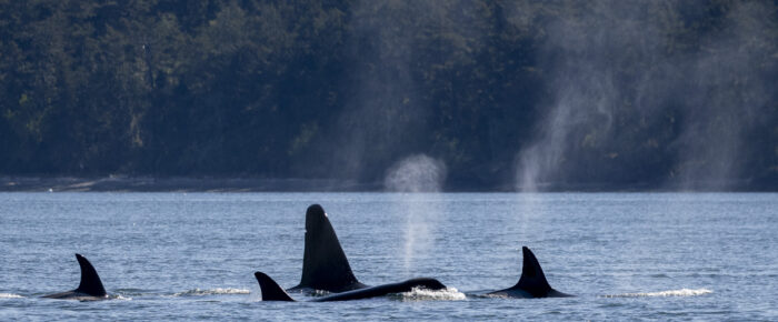 Biggs/Transient Orcas T49A’s and T19 with T19B southbound from Turn Island