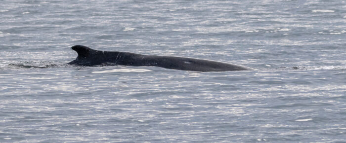 Abundance of wildlife including a small humpback whale in Haro Strait