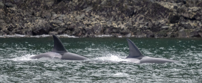 Biggs/Transient Orcas T75B’s by Yellow Island