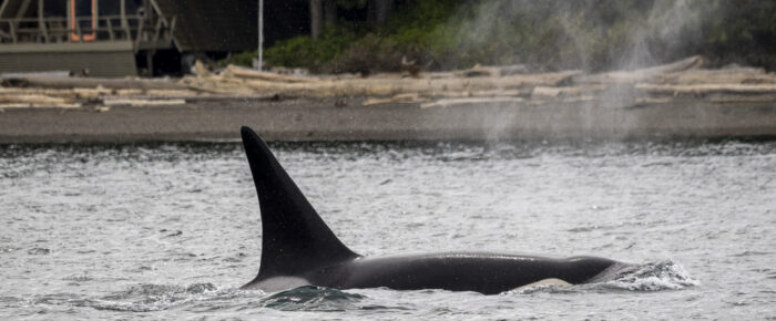 Biggs/Transient Orcas T90’s pass Friday Harbor