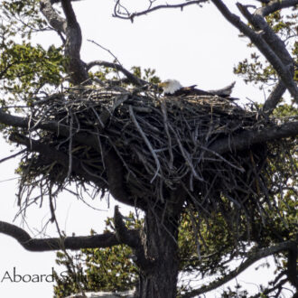 Wildlife sail up to New Channel and Flattop Island