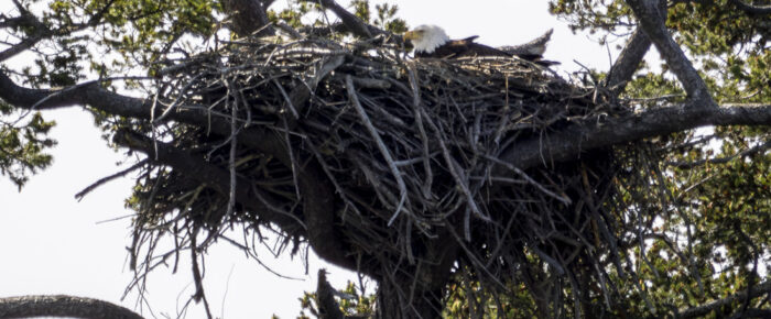 Wildlife sail up to New Channel and Flattop Island