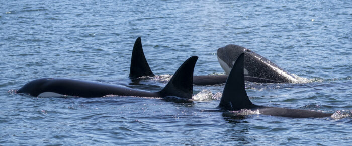 Biggs/Transient Orcas T46B1’s and T46C2 pass Friday Harbor