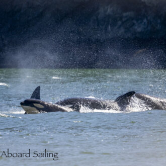 Biggs/Transient Orcas T124A’s in West Sound