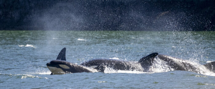 Biggs/Transient Orcas T124A’s in West Sound