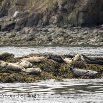 Wildlife spotting up to New Channel and Flattop Island