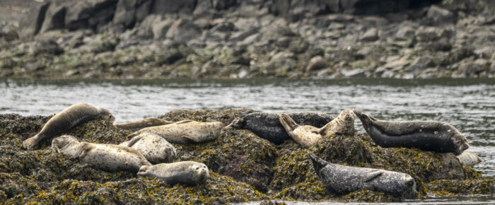 Wildlife spotting up to New Channel and Flattop Island