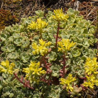 Visit to Yellow Island Nature Preserve