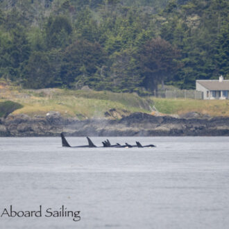 Whale Trifecta! Orcas, Minkes and Humpbacks