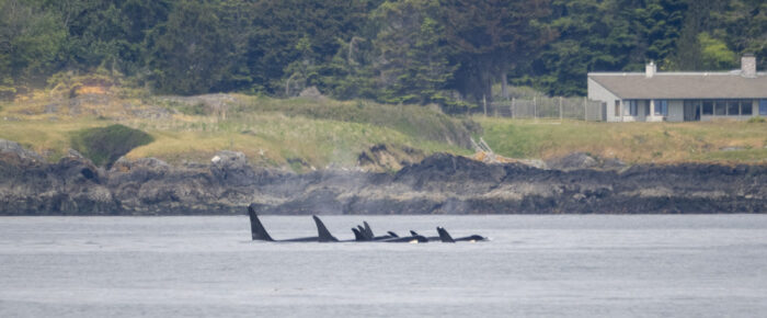 Whale Trifecta! Orcas, Minkes and Humpbacks