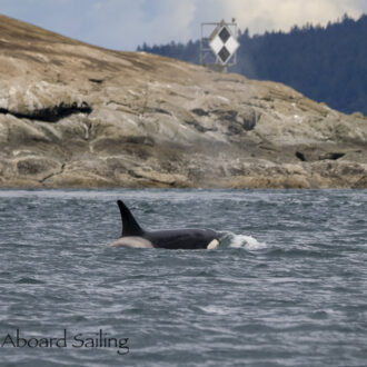 Biggs/Transient Orcas T124A’s Spieden Channel