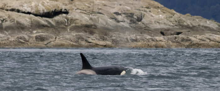 Biggs/Transient Orcas T124A’s Spieden Channel