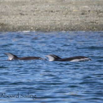 Pacific white-sided dolphins, Biggs Orcas, and a Proposal!