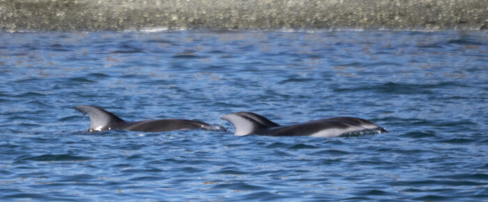 Pacific white-sided dolphins, Biggs Orcas, and a Proposal!