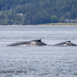 Humpback Whale BCX1057 “Divot” with new calf outside Friday Harbor & Southern Resident K Pod Orcas