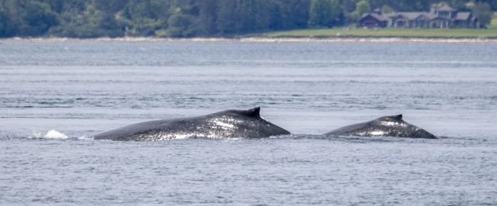 Humpback Whale BCX1057 “Divot” with new calf outside Friday Harbor & Southern Resident K Pod Orcas