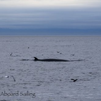 Minke whale on Salmon Bank and a beautiful  sunset