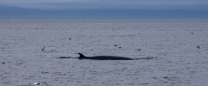 Minke whale on Salmon Bank and a beautiful  sunset