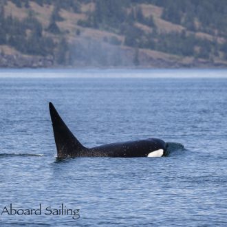 Biggs/Transient Orca T124C outside Friday Harbor