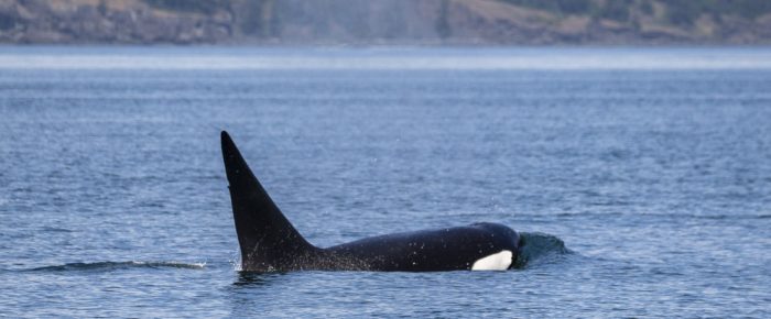 Biggs/Transient Orca T124C outside Friday Harbor