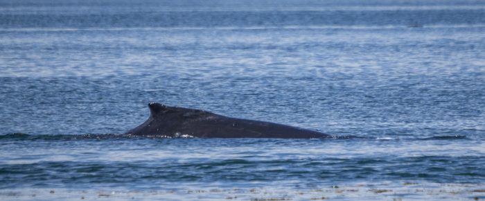 Unidentified Humpback Whale near S. Lopez and Minke whales on Salmon Bank