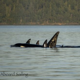 Biggs/Transient Orcas T123’s and T86A1’s in the sunset