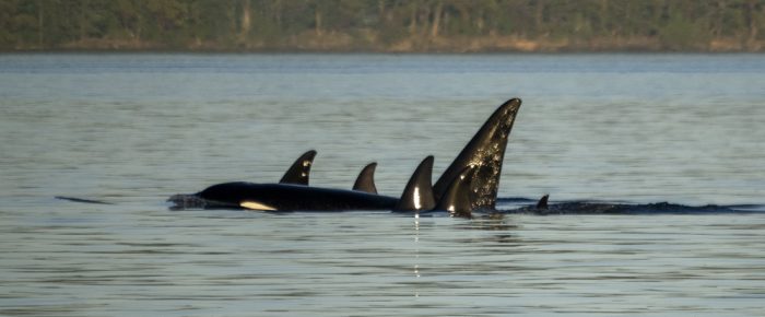 Biggs/Transient Orcas T123’s and T86A1’s in the sunset