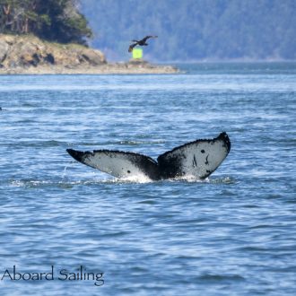 Sailing with Humpback whales “Fukuro” and “Poseidon”