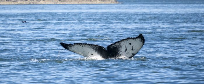 Sailing with Humpback whales “Fukuro” and “Poseidon”