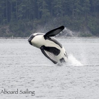 Humpbacks, Minkes and Orcas Oh My!