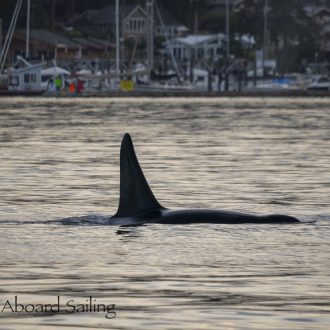 Biggs/Transient Orcas T101’s visit Friday Harbor