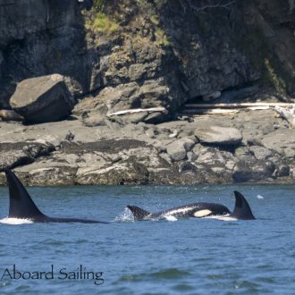 Biggs/Transient Orcas T99’s and Humpback whale BCX1057 Divot with new calf