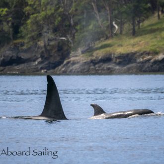 Biggs/Transient Orcas T65A’s and a vist to Sucia Island