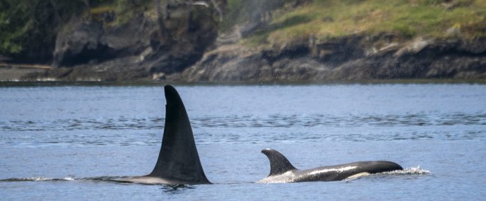 Biggs/Transient Orcas T65A’s and a vist to Sucia Island